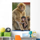 Monkey and Its Baby Wall Mural