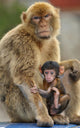 Monkey and Its Baby Wall Mural
