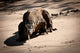 Komodo Dragon Wall Mural