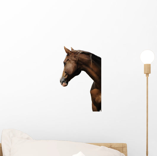 TÃªte de cheval sur fond blanc Wall Mural