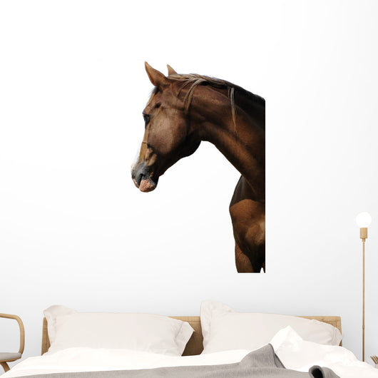TÃªte de cheval sur fond blanc Wall Mural