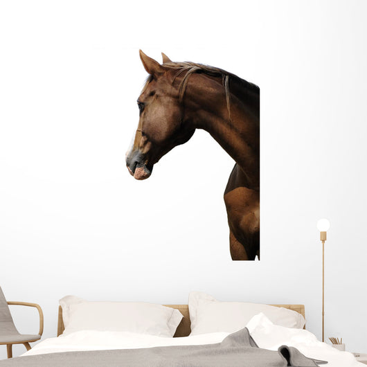 TÃªte de cheval sur fond blanc Wall Mural