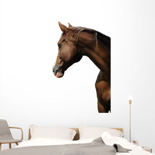 TÃªte de cheval sur fond blanc Wall Mural