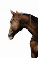 TÃªte de cheval sur fond blanc Wall Mural