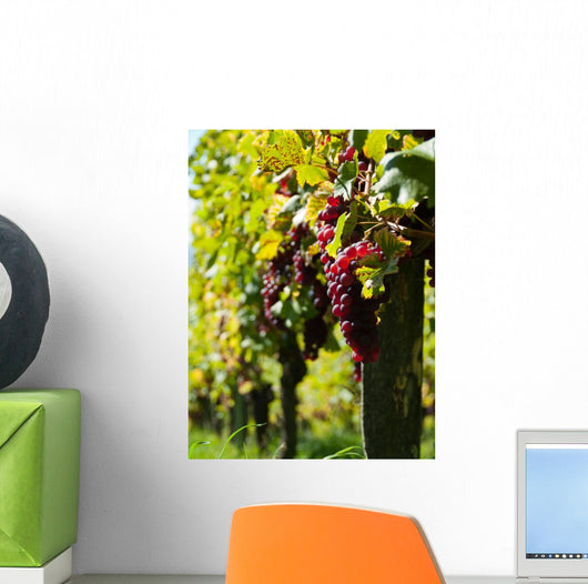 Vine and Sun bunch of grapes Wall Mural