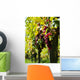 Vine and Sun bunch of grapes Wall Mural