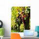 Vine and Sun bunch of grapes Wall Mural