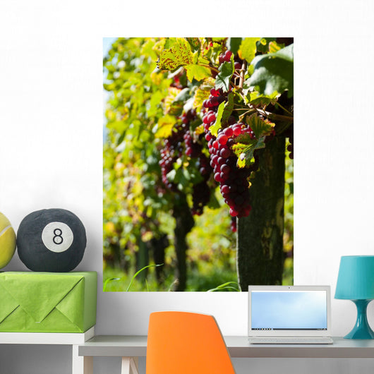 Vine and Sun bunch of grapes Wall Mural