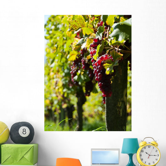 Vine and Sun bunch of grapes Wall Mural