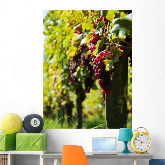 Vine and Sun bunch of grapes Wall Mural