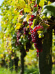 Vine and Sun bunch of grapes Wall Mural