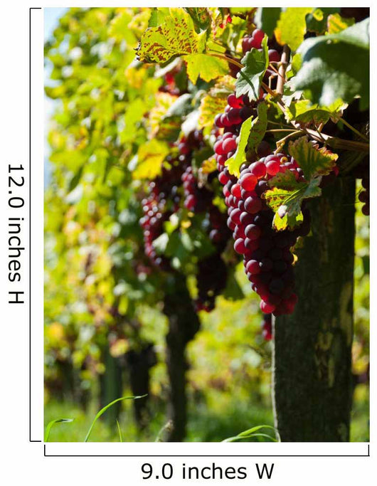 Vine and Sun bunch of grapes Wall Mural