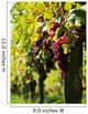 Vine and Sun bunch of grapes Wall Mural
