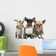 Three Chihuahuas Dressed up Wall Decal