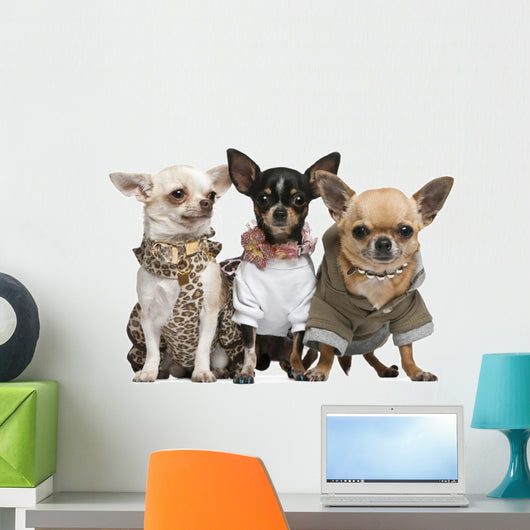 Three Chihuahuas Dressed up Wall Decal