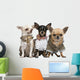 Three Chihuahuas Dressed up Wall Decal