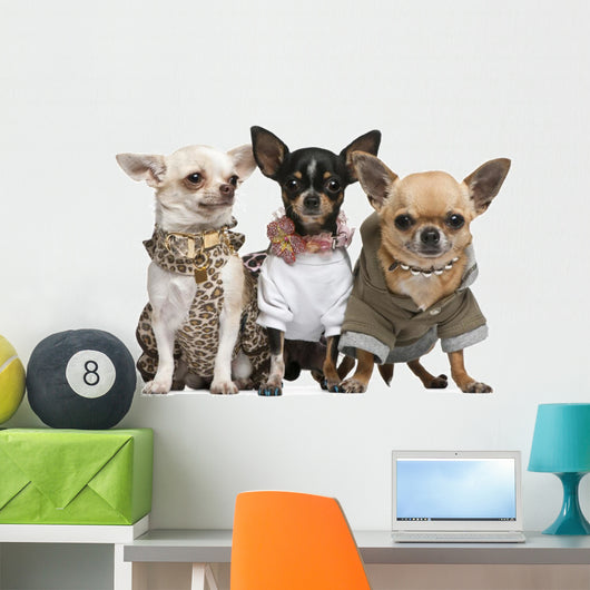 Three Chihuahuas Dressed up Wall Decal