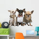 Three Chihuahuas Dressed up Wall Decal