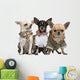 Three Chihuahuas Dressed up Wall Decal