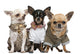 Three Chihuahuas Dressed up Wall Decal