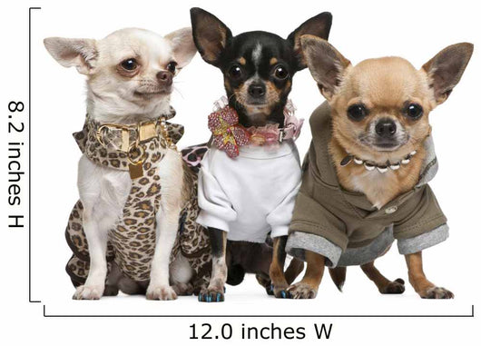 Three Chihuahuas Dressed up Wall Decal