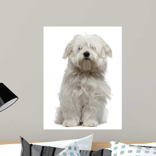 Coton De Tulear Puppy Sitting Wall Decal