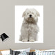 Coton De Tulear Puppy Sitting Wall Decal