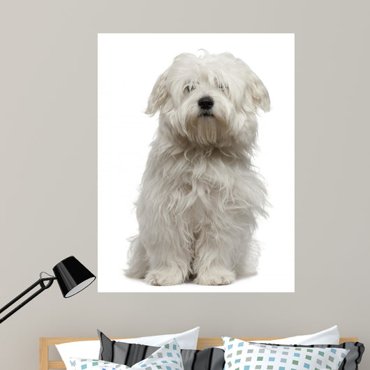 Coton De Tulear Puppy Sitting Wall Decal