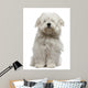 Coton De Tulear Puppy Sitting Wall Decal