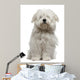 Coton De Tulear Puppy Sitting Wall Decal