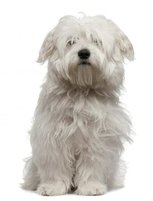 Coton De Tulear Puppy Sitting Wall Decal