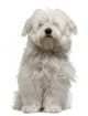 Coton De Tulear Puppy Sitting Wall Decal
