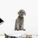 Grey Poodle Wall Decal