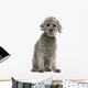 Grey Poodle Wall Decal