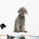 Grey Poodle Wall Decal