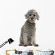 Grey Poodle Wall Decal
