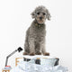 Grey Poodle Wall Decal