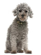 Grey Poodle Wall Decal