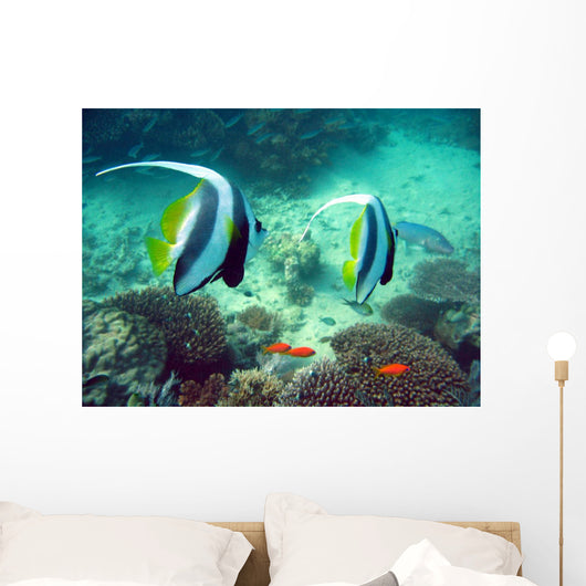 Poissons Mayotte Wall Mural