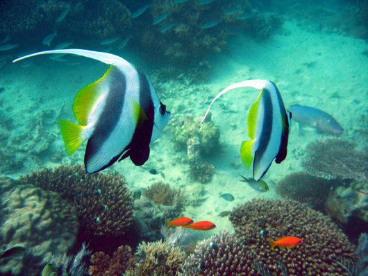 Poissons Mayotte Wall Mural