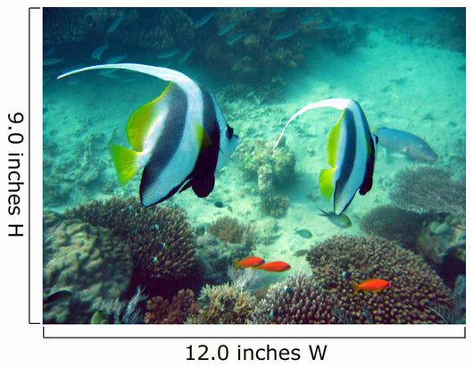 Poissons Mayotte Wall Mural
