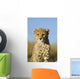 Cheetah Cub Close up Wall Mural