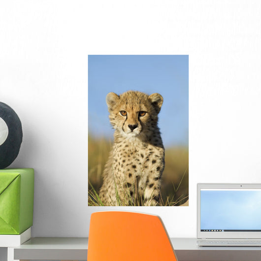 Cheetah Cub Close up Wall Mural