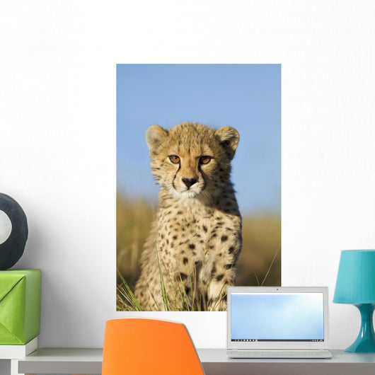 Cheetah Cub Close up Wall Mural