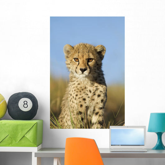 Cheetah Cub Close up Wall Mural