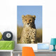Cheetah Cub Close up Wall Mural