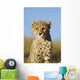 Cheetah Cub Close up Wall Mural