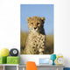 Cheetah Cub Close up Wall Mural