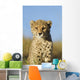 Cheetah Cub Close up Wall Mural