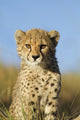 Cheetah Cub Close up Wall Mural